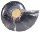 Split Black/Orange Ammonite (Half) - Unusual Coloration #55640-1